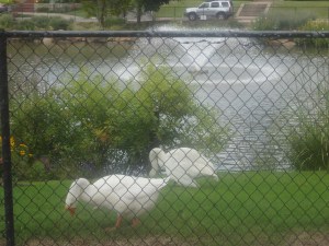 Swans at Swan Lake Park