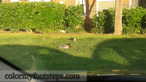 PhotoGrid_1461851013075